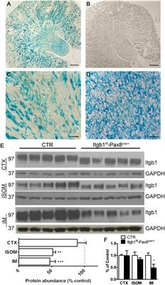 Integrin Beta 1 Is Crucial for Urinary Concentrating Ability and Renal Medulla Architecture in Adult Mice